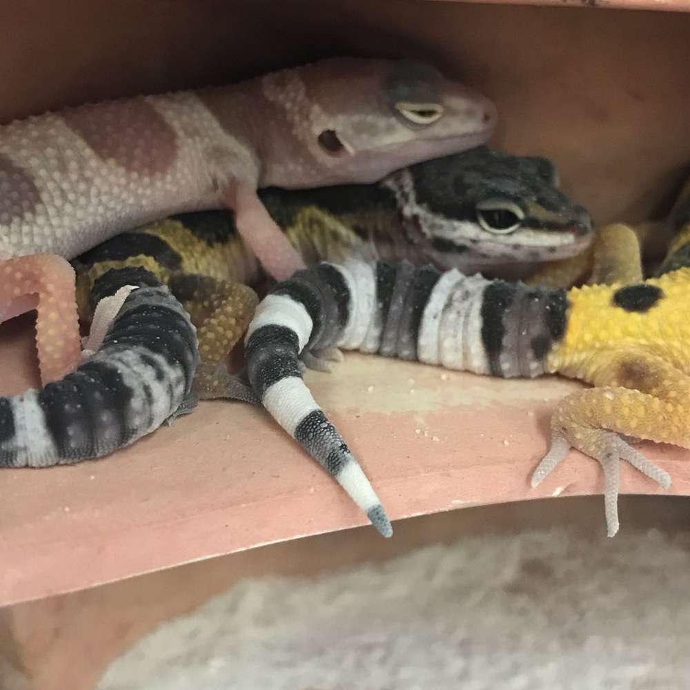 Meet your Posher, Lillian